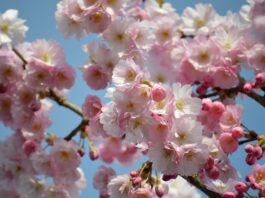 flowers, cherry blossoms, sakura-8656230.jpg