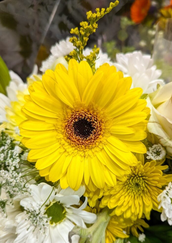 flowers, flower wallpaper, gerbera-8643341.jpg