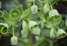 hellebore, flower, flower wallpaper-8604452.jpg