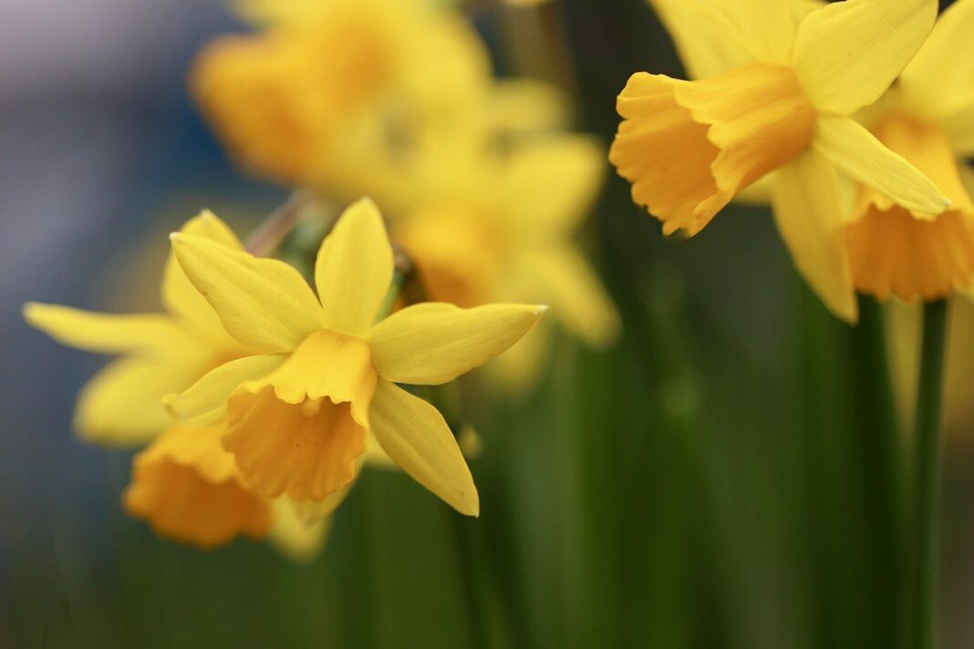 narzissen, osterglocken, zwiebelblumen-8598191.jpg