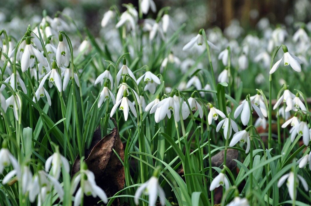 snowdrops, flower background, flowers-8615173.jpg