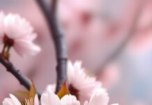 ai generated, flowers, cherry blossoms-8690361.jpg