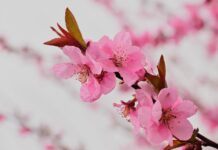 almond blossoms, pink, flowers-8668835.jpg