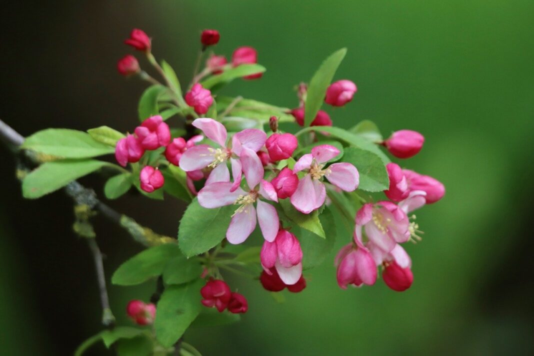 apple blossom, blossom, flowering branch-8674501.jpg