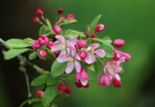 apple blossom, blossom, flowering branch-8674501.jpg