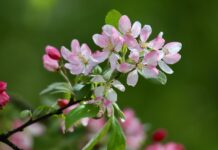 apple blossom, blossom, flowering branch-8680900.jpg