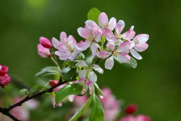 apple-blossom-blossom-flowering-branch-8680900 apple blossom, blossom, flowering branch-8680900.jpg