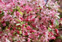 apple blossom, nature, blossom-8680899.jpg