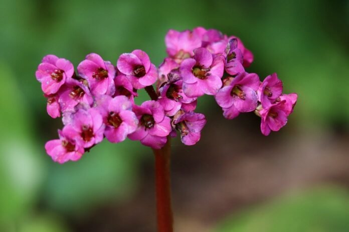 bergenie-dickblatt-bergenie-bergenia-crassifolia-8719640-1 bergenie, dickblatt-bergenie, bergenia crassifolia-8719640.jpg