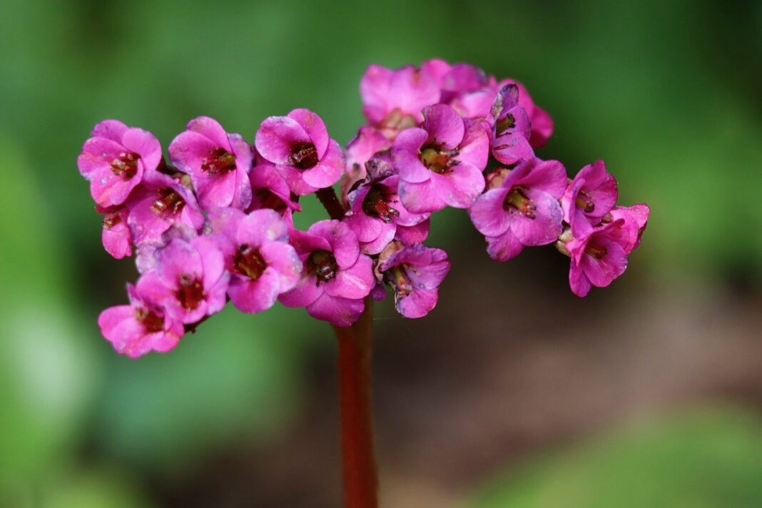 bergenie, dickblatt-bergenie, bergenia crassifolia-8719640.jpg