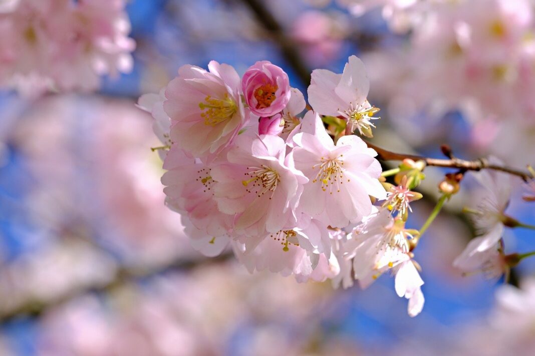 blossoms, cherry blossoms, pink-8660473.jpg