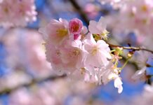 blossoms, cherry blossoms, pink-8660473.jpg