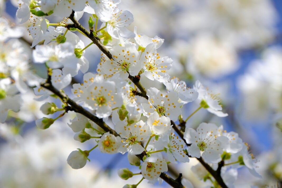 blossoms, white, tree blossoms-8693552.jpg