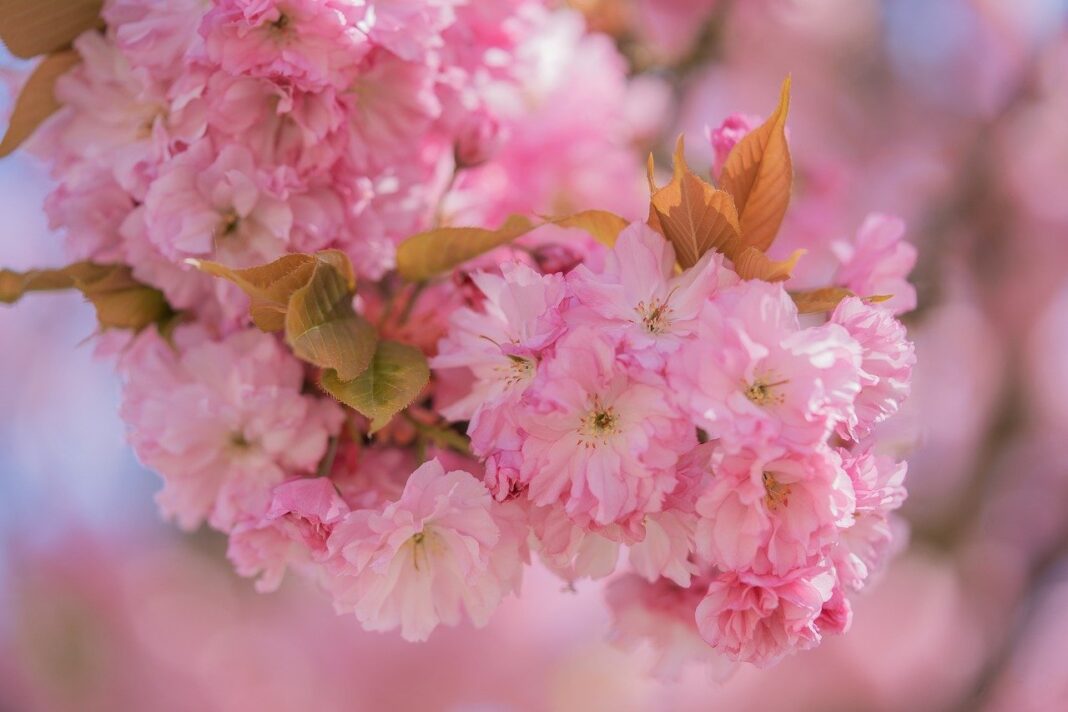 cherry blossom, flower wallpaper, flowers-8671856.jpg