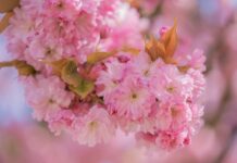 cherry blossom, flower wallpaper, flowers-8671856.jpg