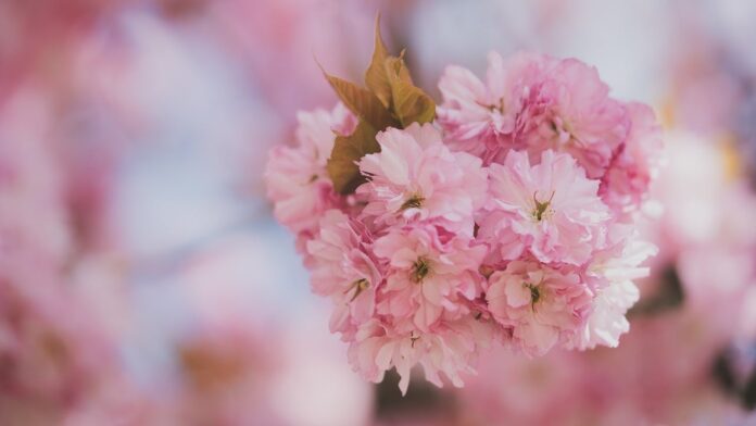 cherry-blossom-flowers-blossom-8671854 cherry blossom, flowers, blossom-8671854.jpg