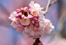 cherry blossom, higan cherry, spring cherry-8657060.jpg