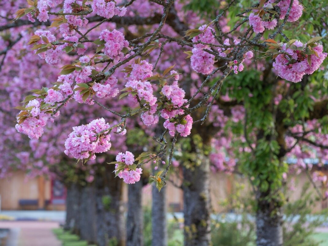 cherry blossoms, cherry trees, nature-8703899.jpg