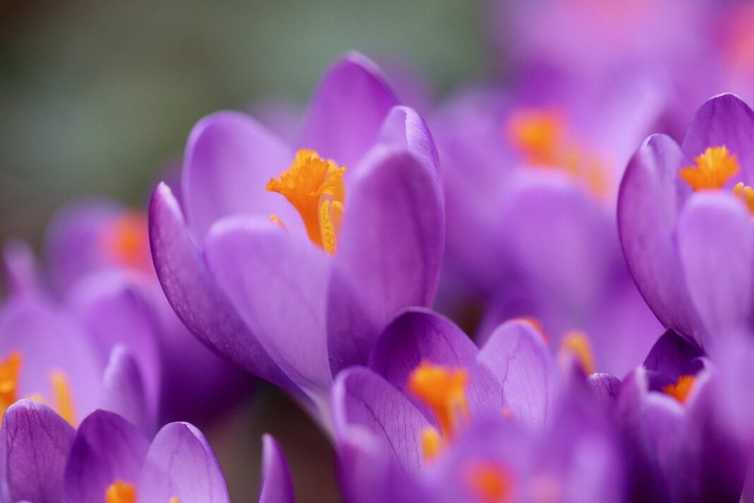 crocus, stamens, pistils-8575610.jpg