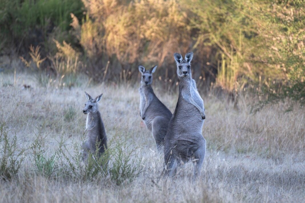 eastern grey kangaroos, kangaroos, wildlife-8678303.jpg