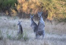 eastern grey kangaroos, kangaroos, wildlife-8678303.jpg