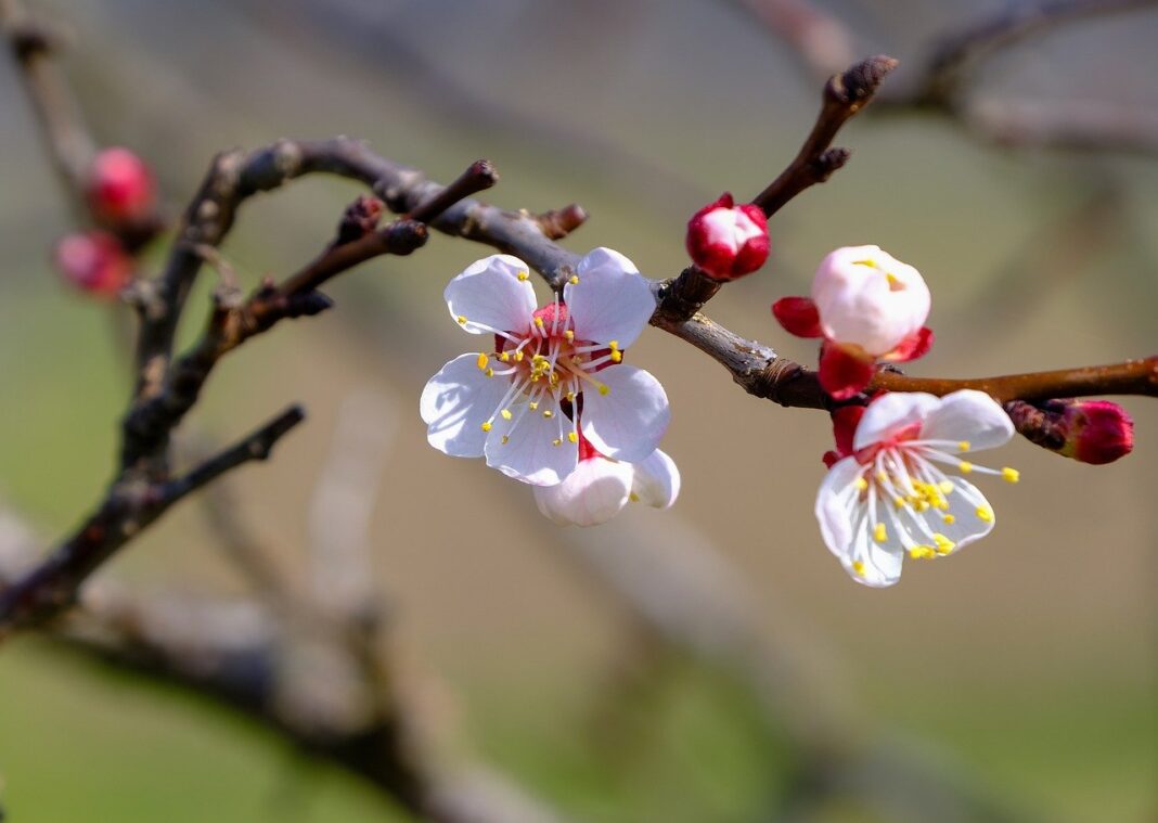 flowers, botany, bloom-8660483.jpg