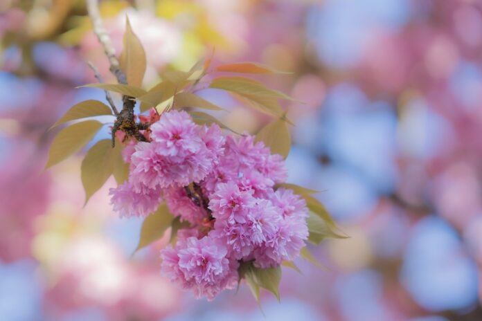flowers, cherry blossoms, beautiful flowers-8720513.jpg
