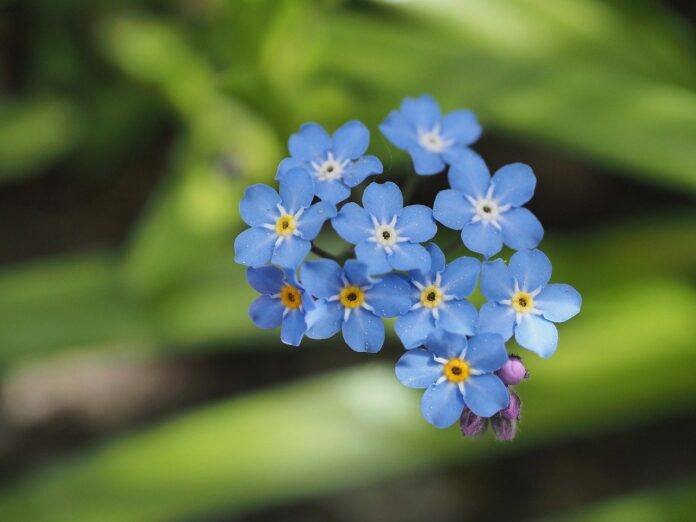 forget-me-not-flower-plant-8695457 forget me not, flower, plant-8695457.jpg