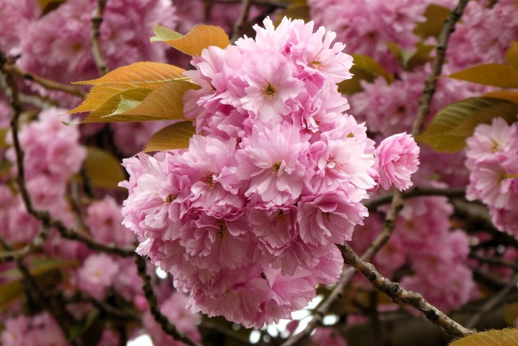 japanese flowering cherry, blossom, ornamental cherry-8692091.jpg