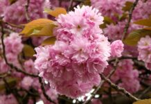 japanese flowering cherry, blossom, ornamental cherry-8692091.jpg