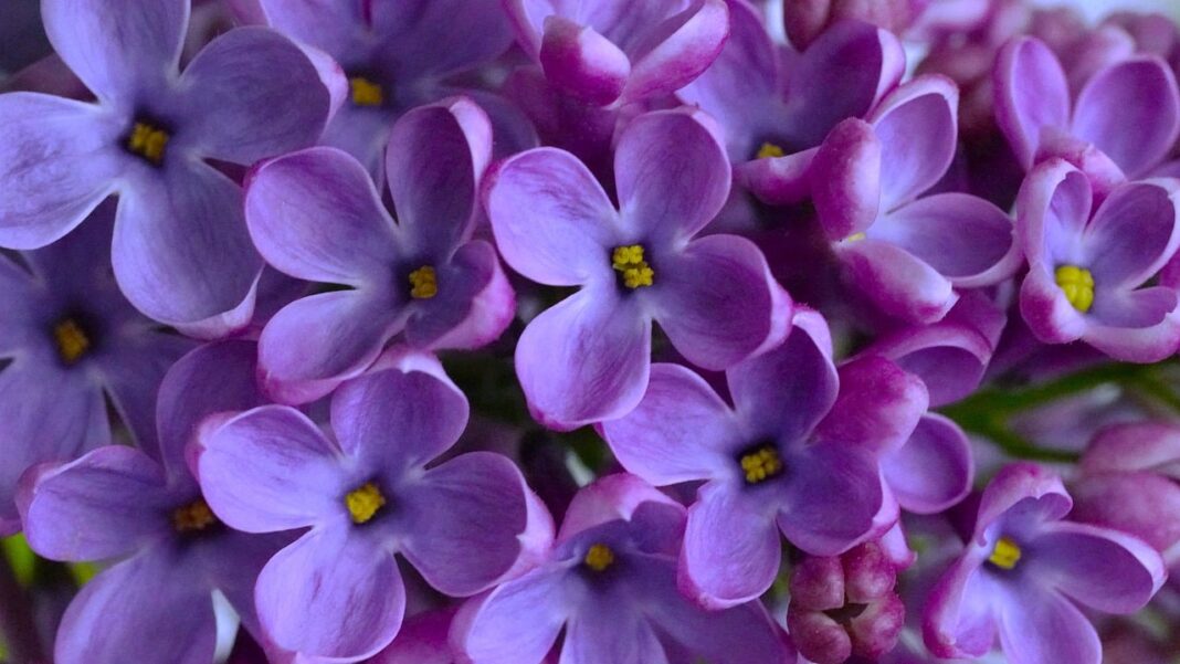 lilac, 4k wallpaper, cool backgrounds-8677999.jpg