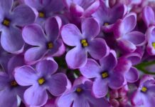 lilac, 4k wallpaper, cool backgrounds-8677999.jpg