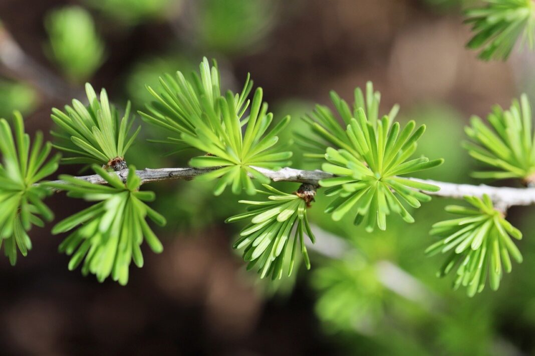 mountain larch, larch, larix decidua-8693540.jpg