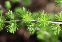 mountain larch, larch, larix decidua-8693540.jpg