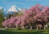 “萬事都互相效力,叫愛神的人得益處”的真正含義是什麼? ornamental cherry, cherry blossom, sakura-8703849.jpg