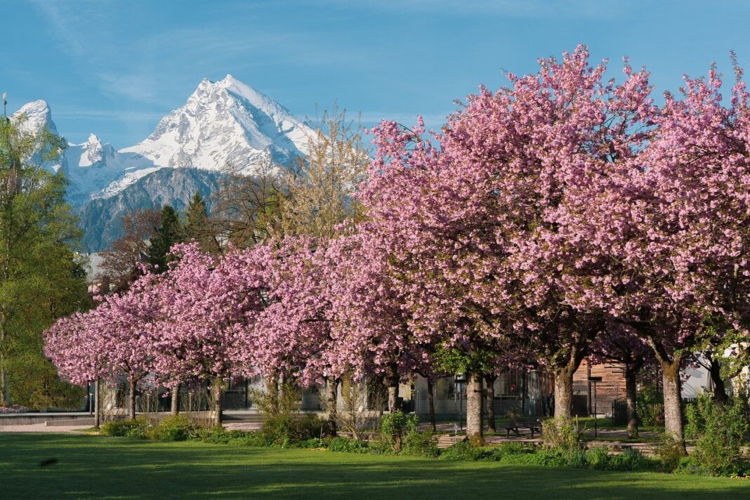 ornamental cherry, cherry blossom, sakura-8703849.jpg