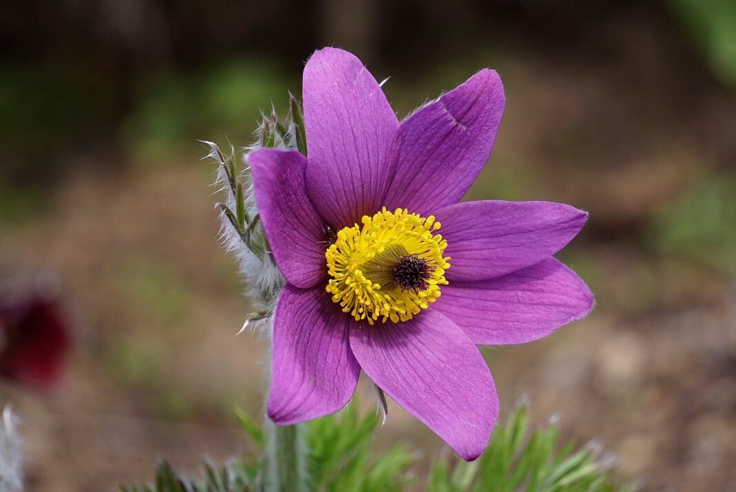 pasqueflower, purple, flower-8682028.jpg