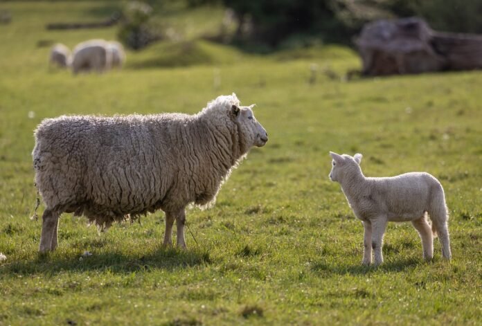 sheep-lamb-farm-6262928 sheep, lamb, farm-6262928.jpg