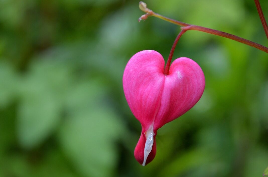 watery heart, two-tone heart flower, heart stick-8719985.jpg