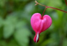 watery heart, two-tone heart flower, heart stick-8719985.jpg