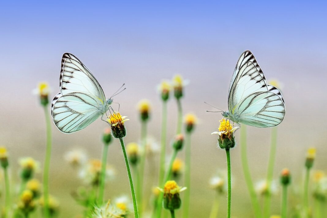 butterflies, flowers, beautiful flowers-1127666.jpg