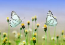 butterflies, flowers, beautiful flowers-1127666.jpg