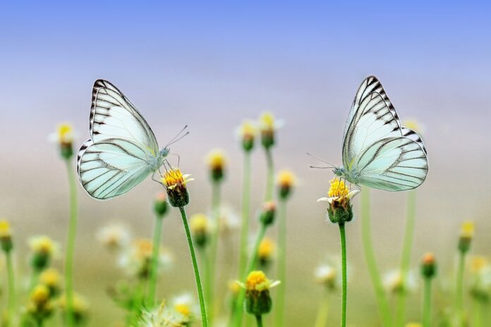 butterflies, flowers, beautiful flowers-1127666.jpg
