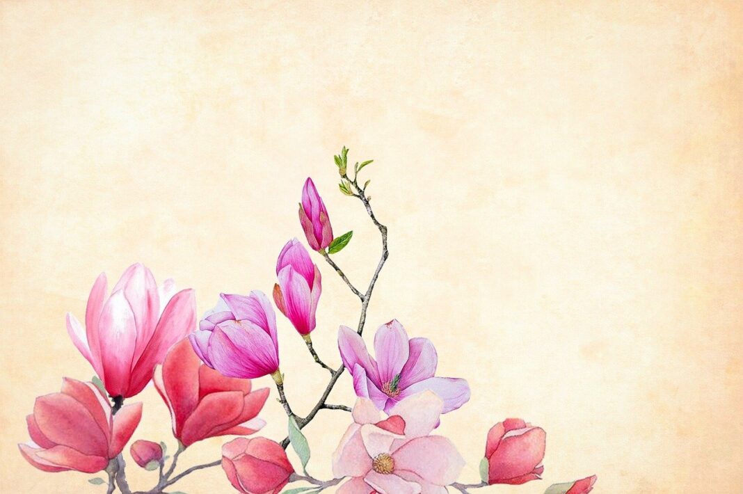 flower, magnolia, watercolor-3350053.jpg