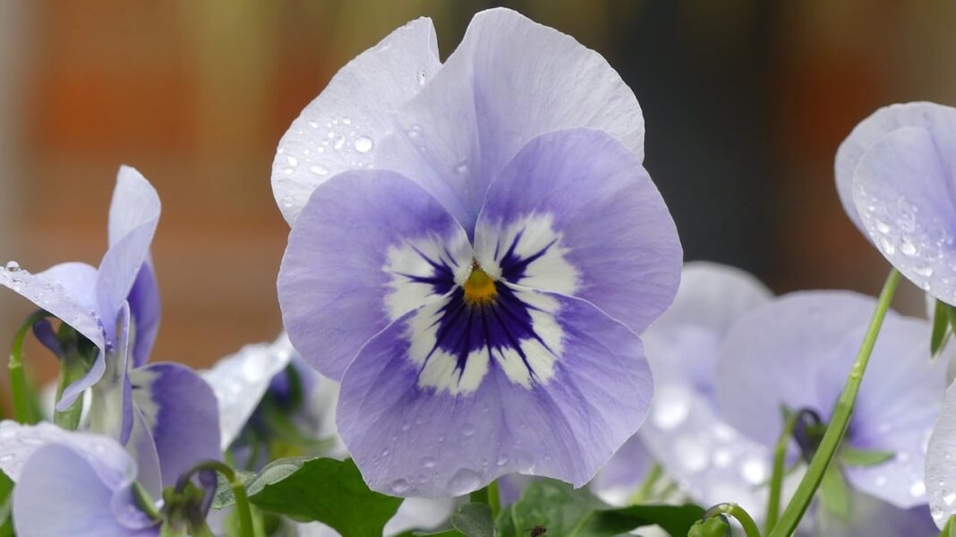 flower, pansy, flower wallpaper-8598044.jpg