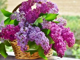 lilac, flower basket, flower-3366467.jpg