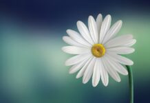 marguerite, daisy, flower-729510.jpg