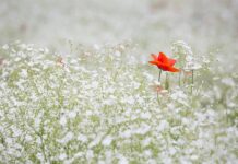 poppy, baby's breath, flowers-1128683.jpg