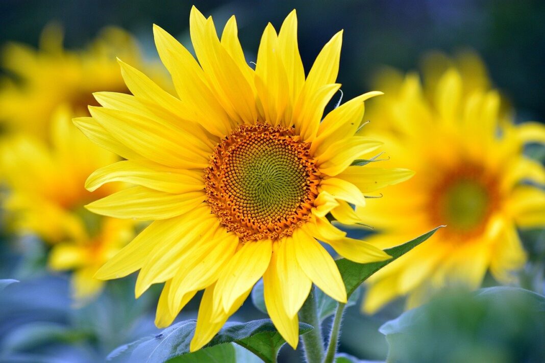 sunflowers, flowers, summer-8351807.jpg