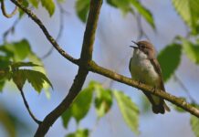 trauerschnäpper, bird, animal-8727226.jpg